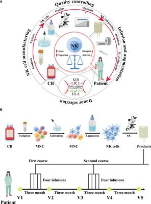 Case Report: Cord blood-derived natural killer cells as new potential immunotherapy drug for solid tumor: a case study for endometrial cancer